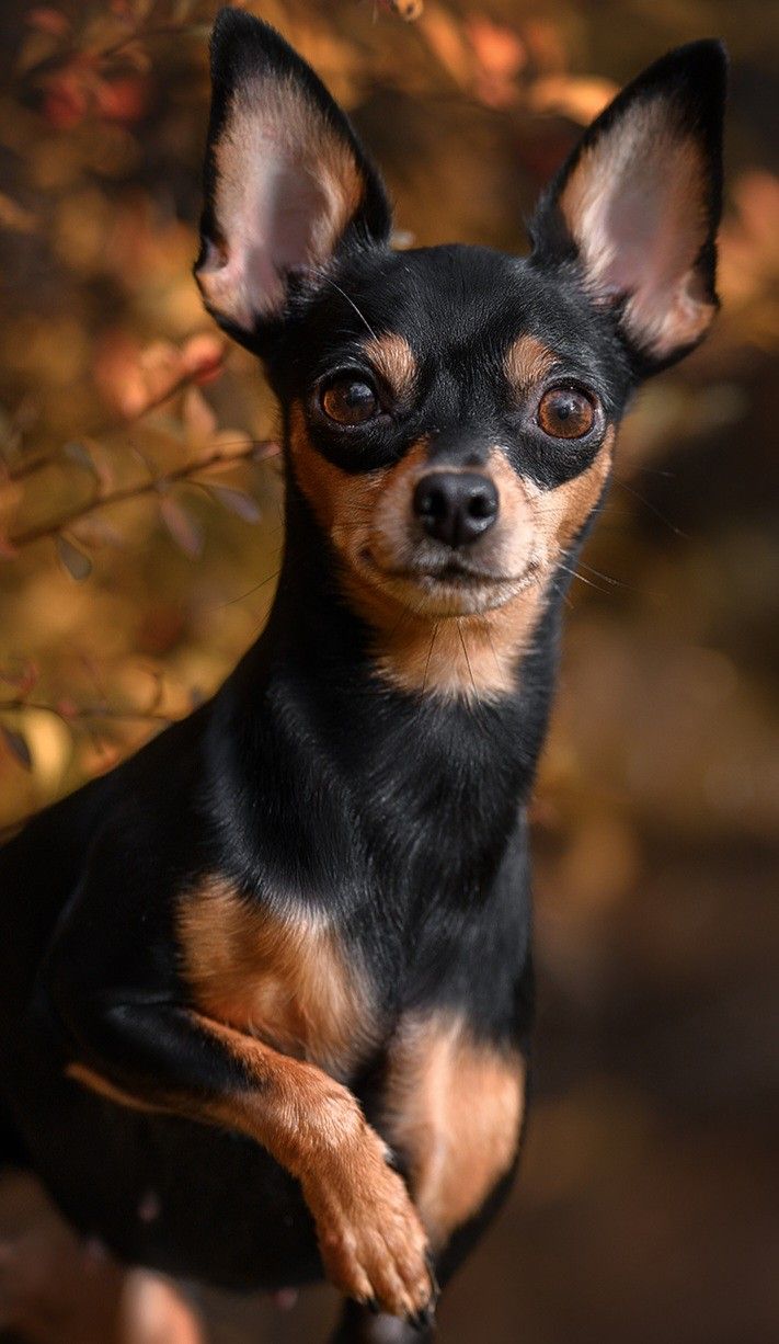 Toby