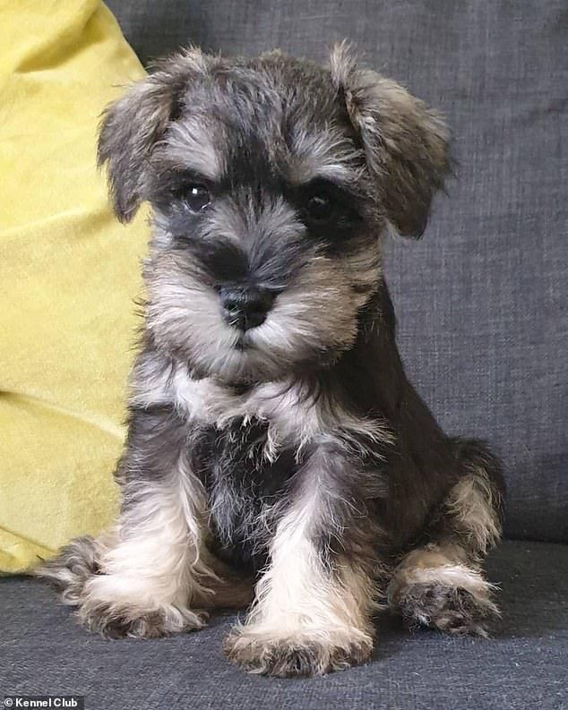 Miniature Schnauzer