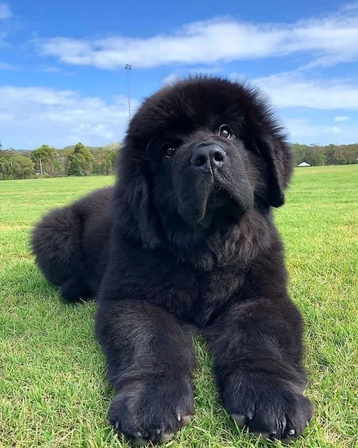 Newfoundland