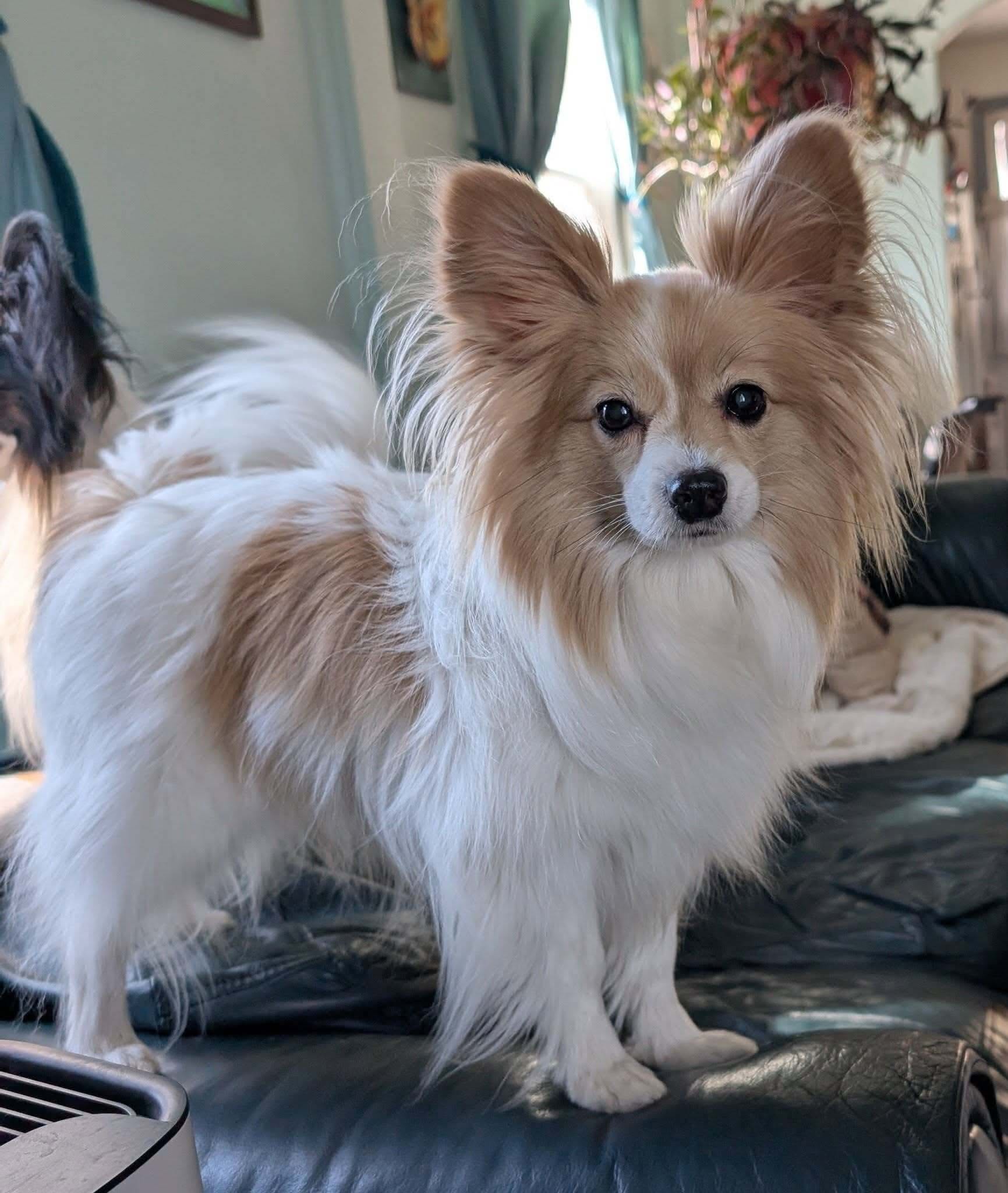 Gizmo