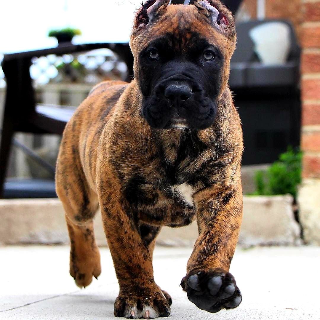 Presa Canario