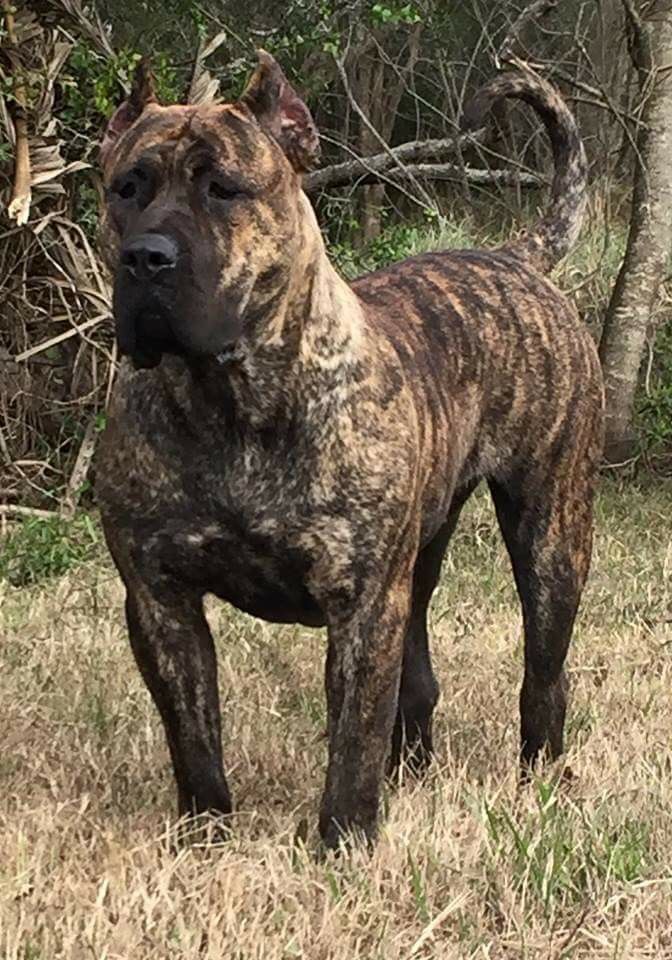 Apollo