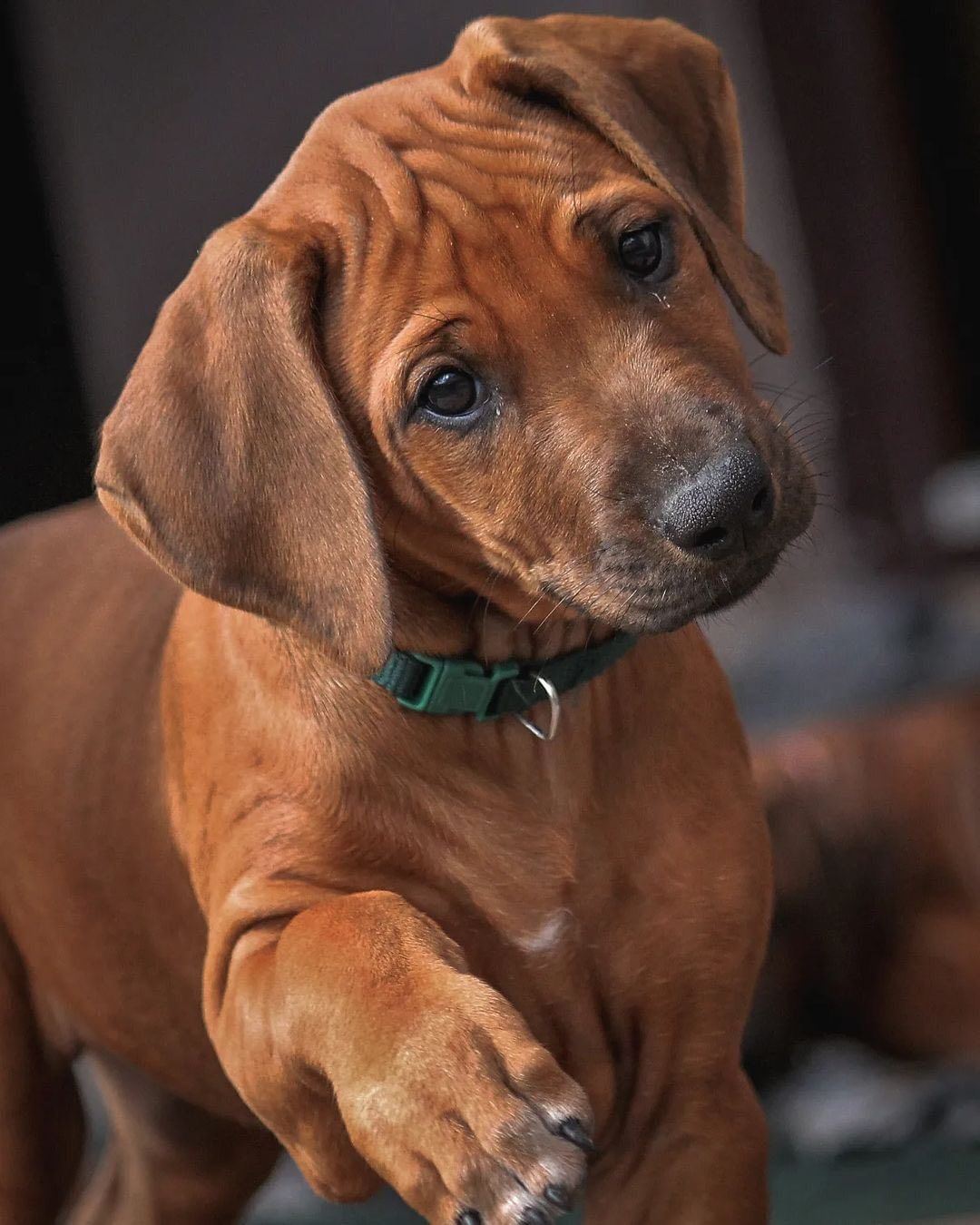 Diesel
