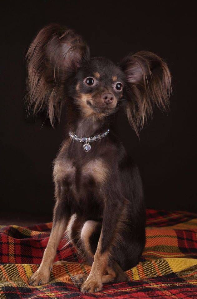 Russian Toy Terrier