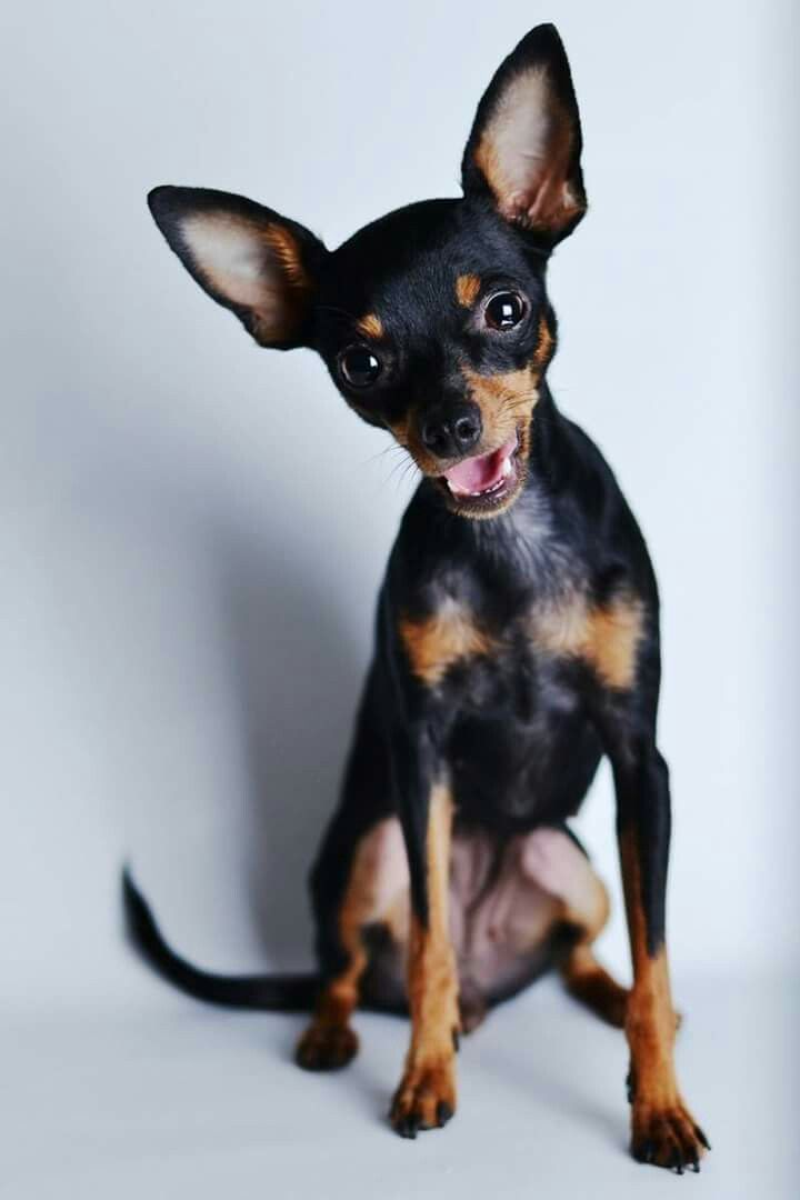 Sophie