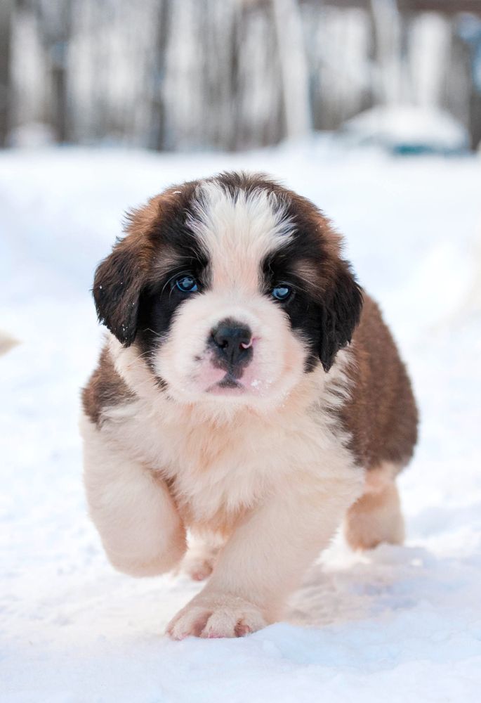 Saint Bernard