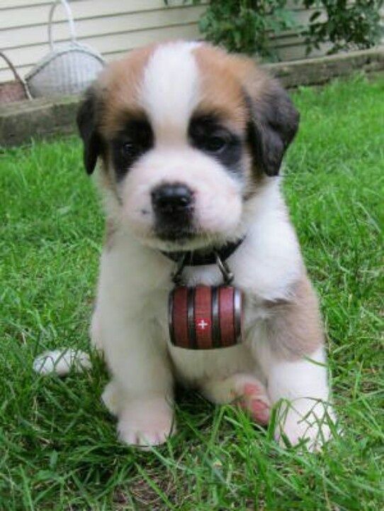 Jack