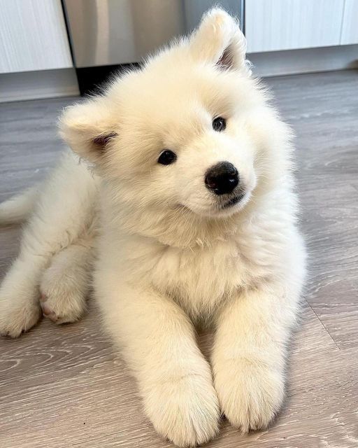 Samoyed
