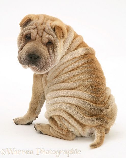 Shar-Pei