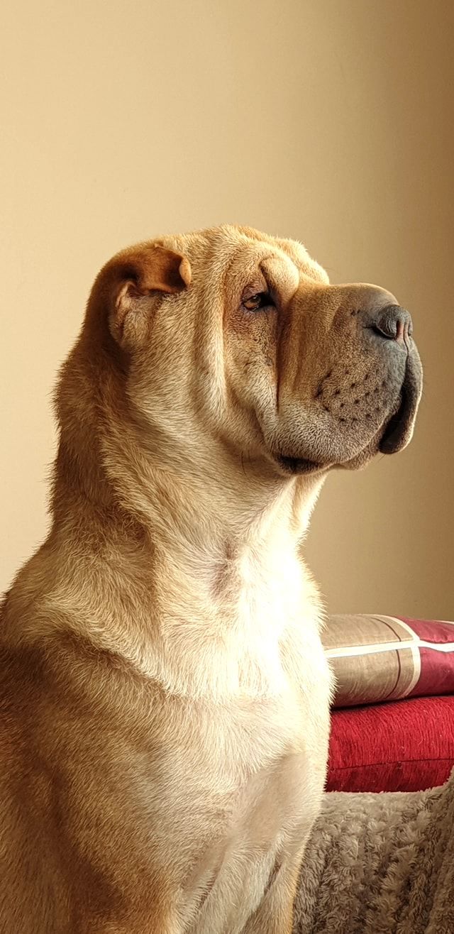 Apollo