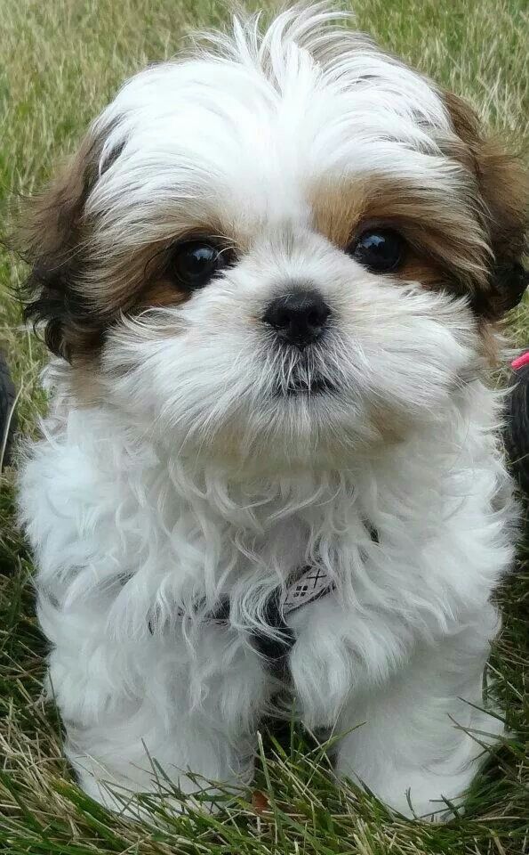 Gizmo