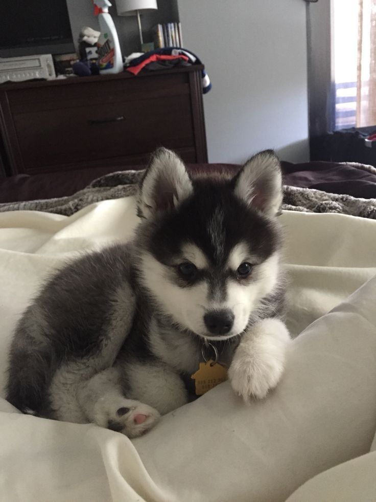 Willow