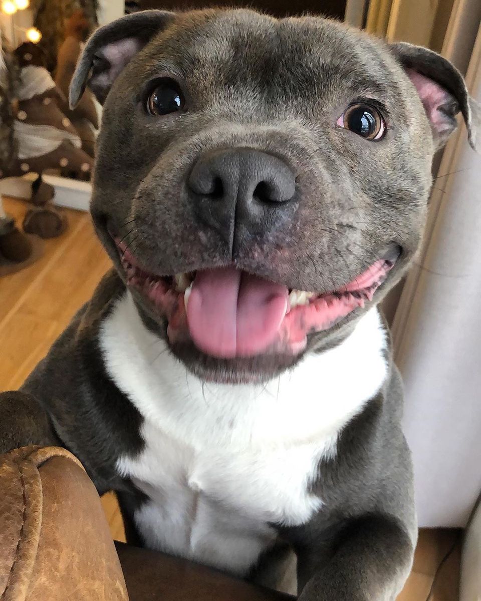 Rex