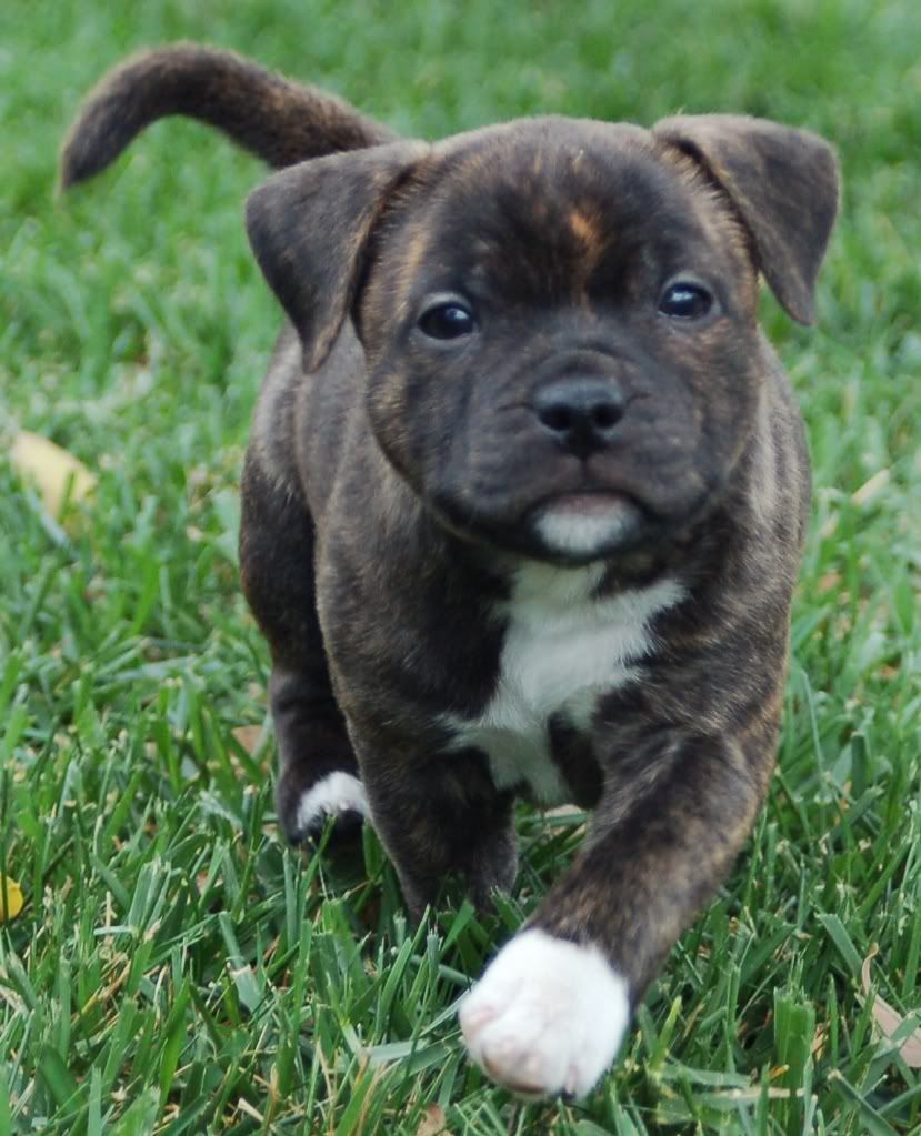Hank