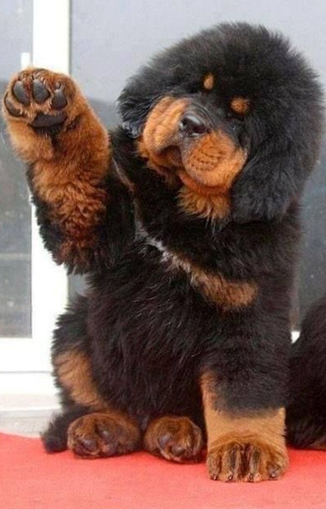 Tibetan Mastiff