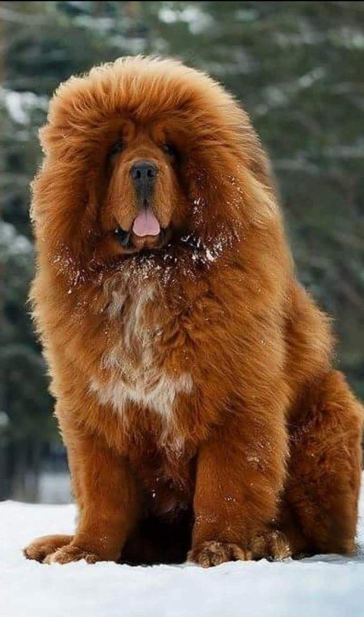 Enzo