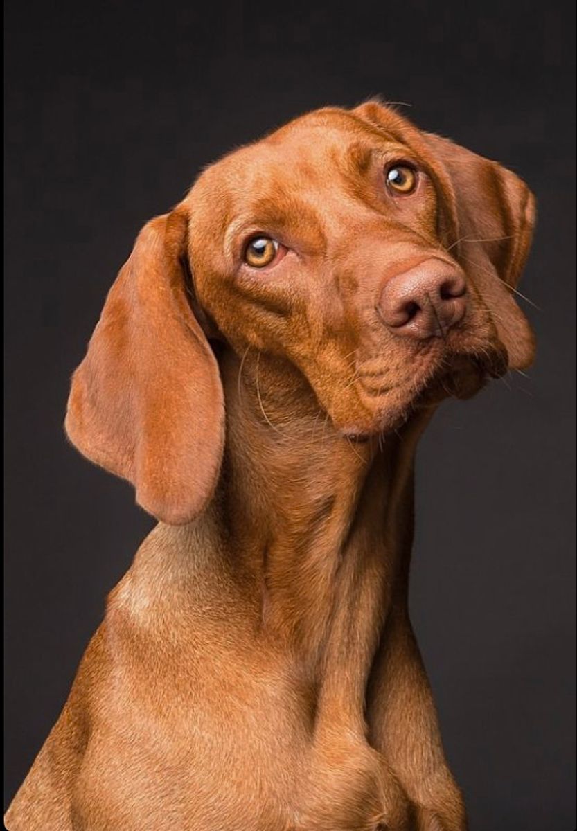 Vizsla