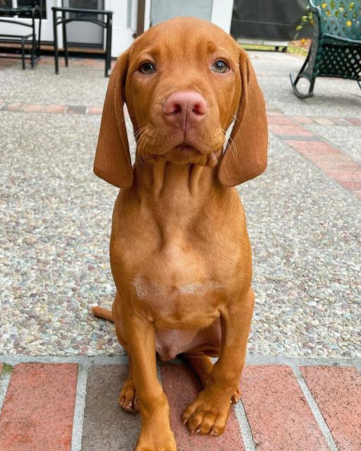 Hugo