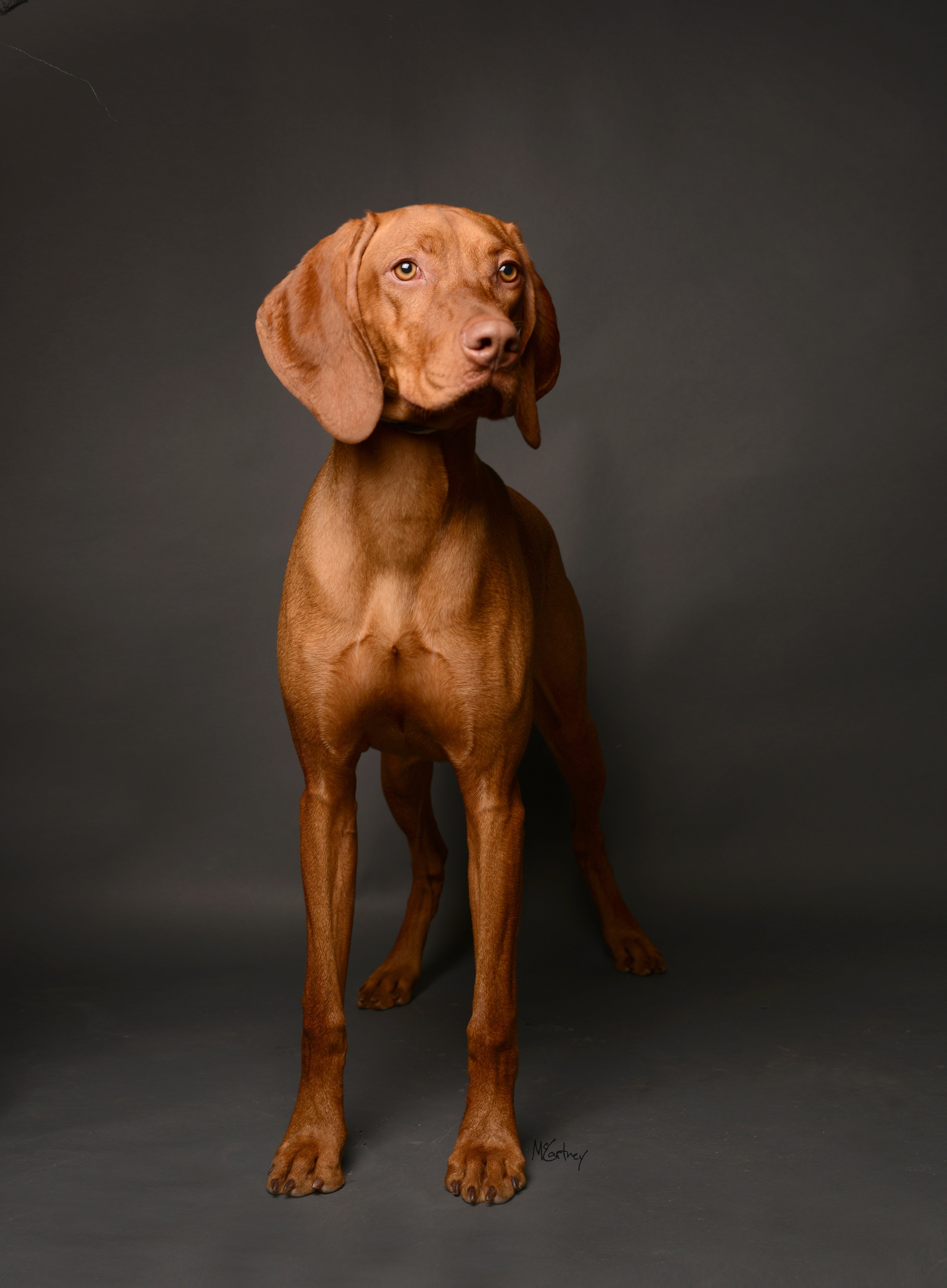Hazel
