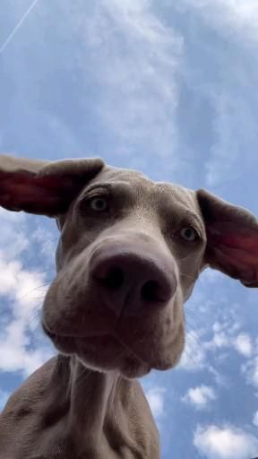 Weimaraner