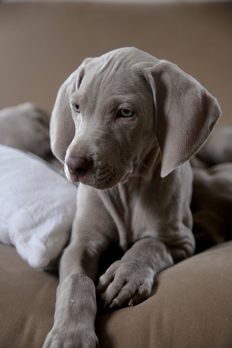 Hank