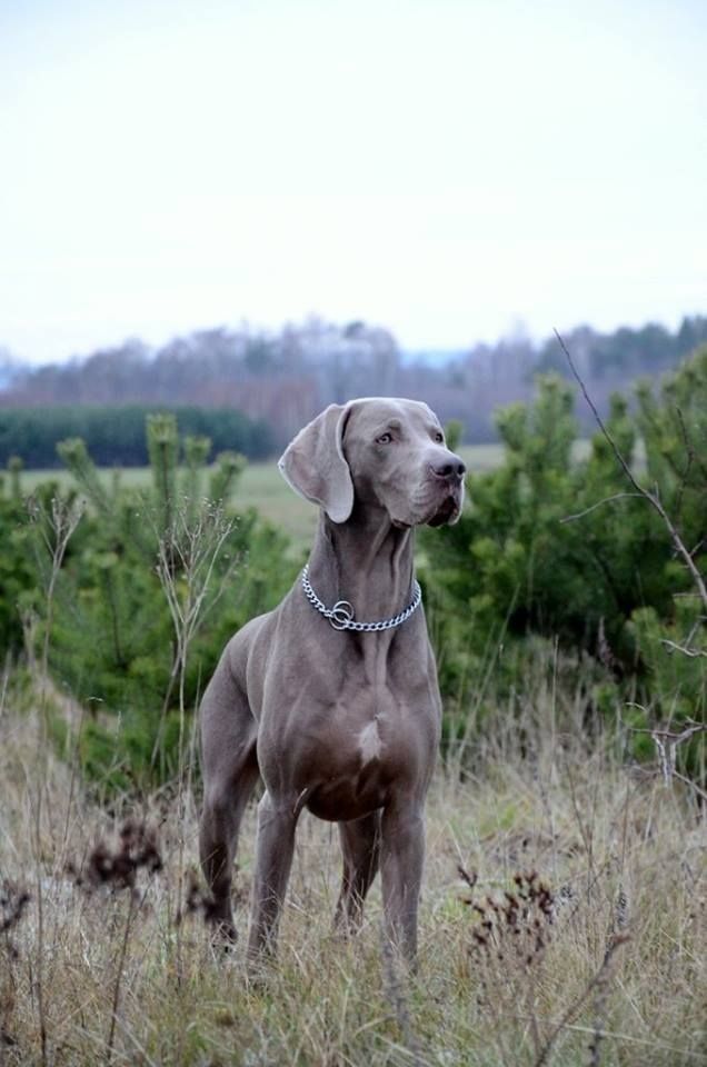 Gracie