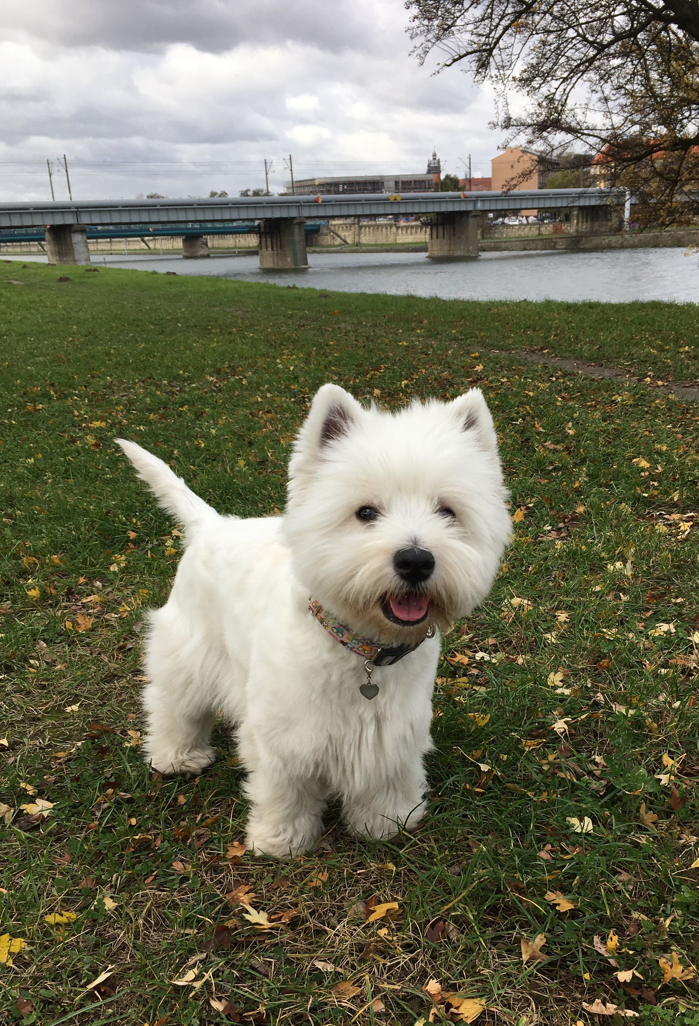 Willow