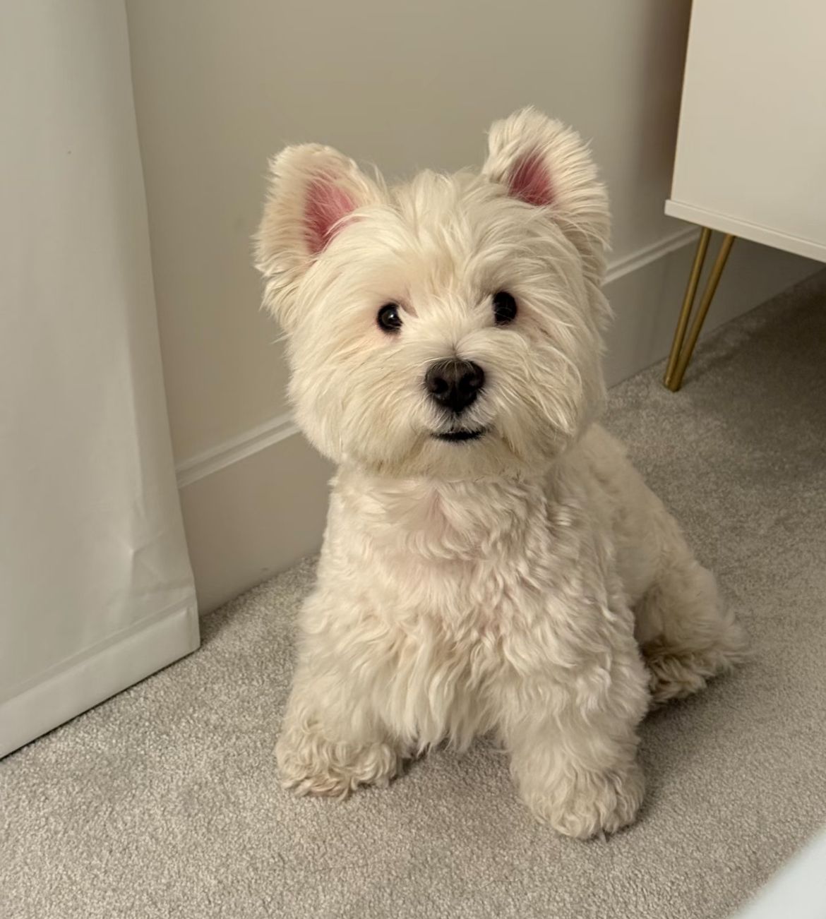 Gracie