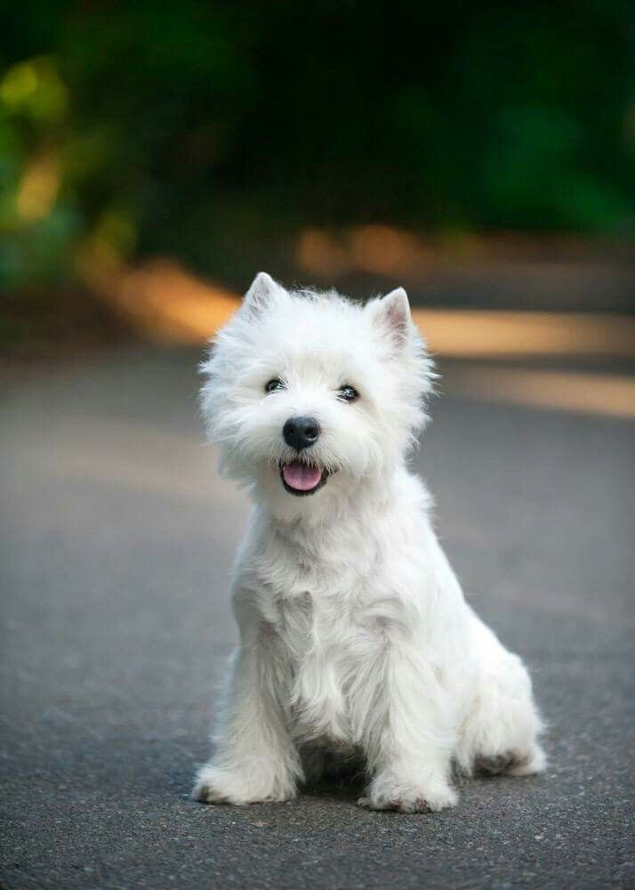 Shadow