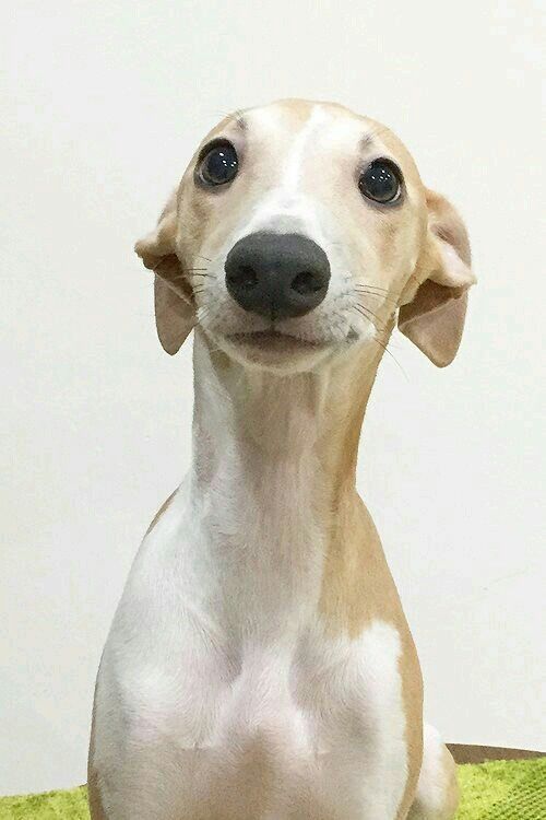 Gracie