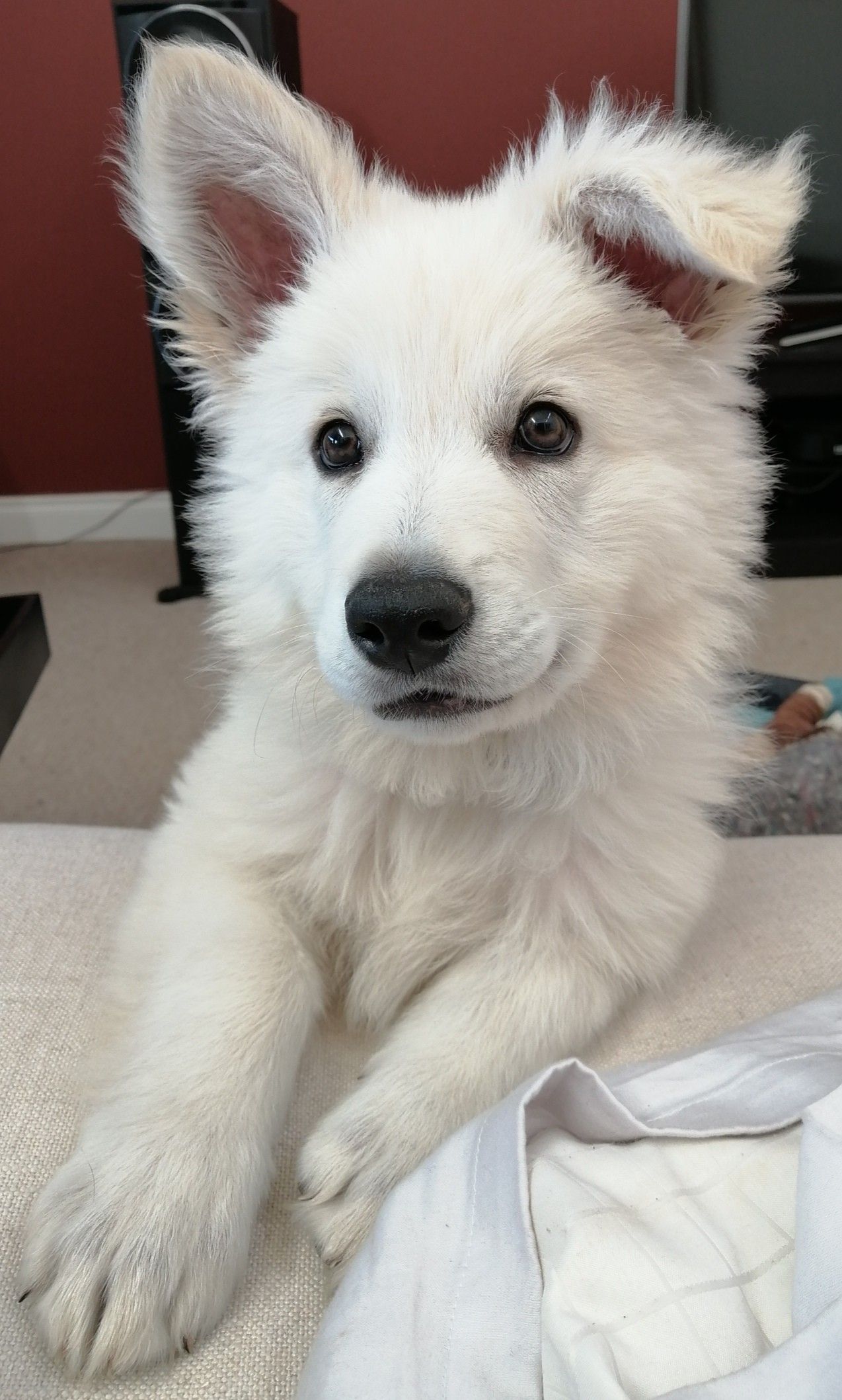 White Swiss Shepherd