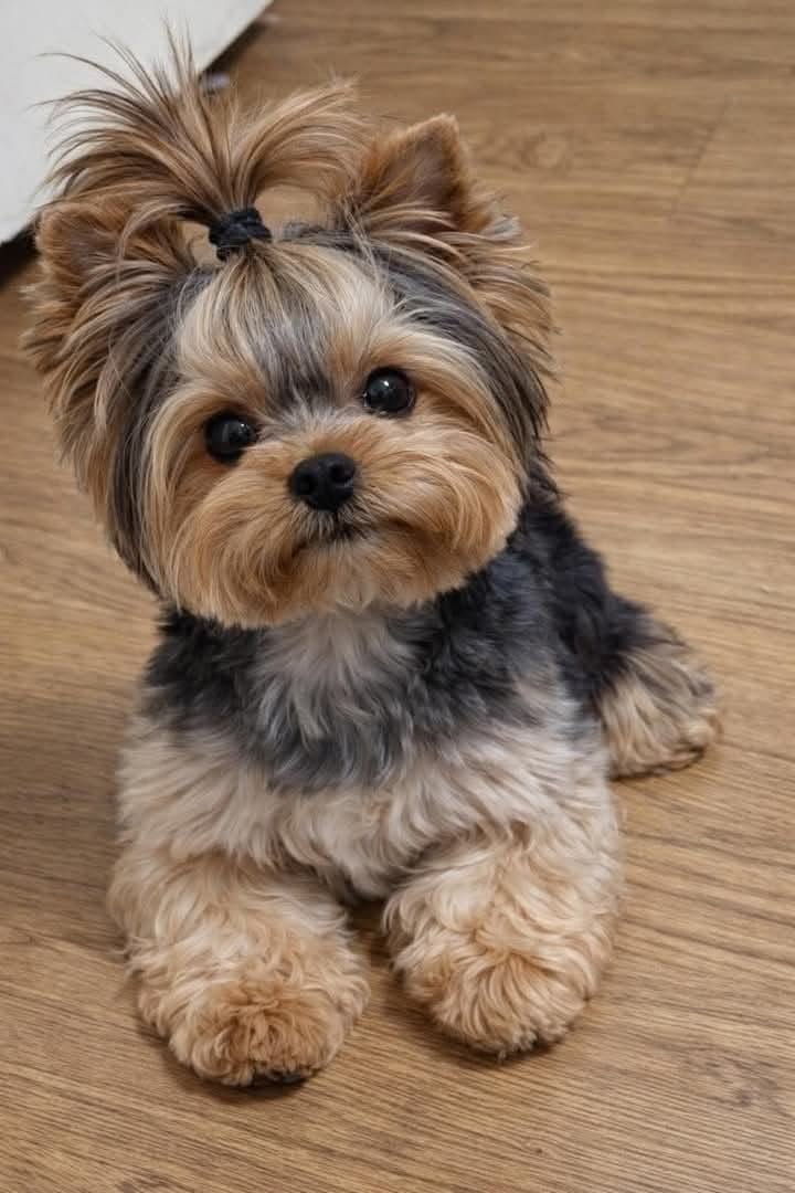 Teddy